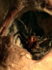 affiche du film Nest 3D