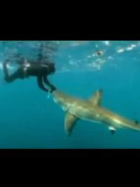 affiche du film L'Homme qui charmait les requins