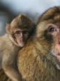 affiche du film Les super papas de la nature (Docu-Reportage)